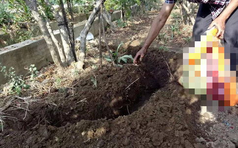 槟榔种植需选适宜土壤，掌握播种、施肥、病虫害防治等关键技术
