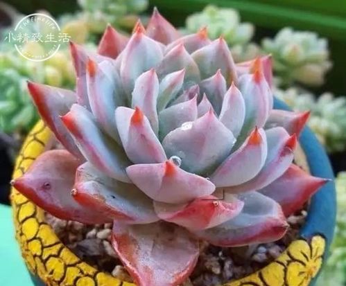 水光管理：多肉植物的温柔呵护