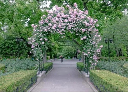 如何栽培金奖章月季使其花开繁盛？