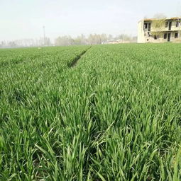 乙草胺麦地可，到底是个啥玩意儿？