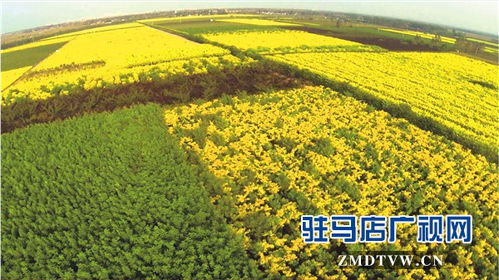 管理难度与市场前景