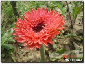 非洲菊种植的奇妙之旅