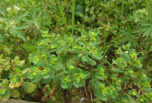 除草剂与叶面肥：混用之谜