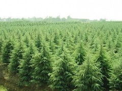 地理位置与播种时间的关系
