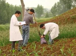 如何防治冬青白粉病？