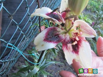 百合花，白花花的大美女