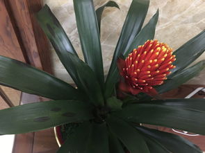 “如何拯救叶片发黑的花卉？”