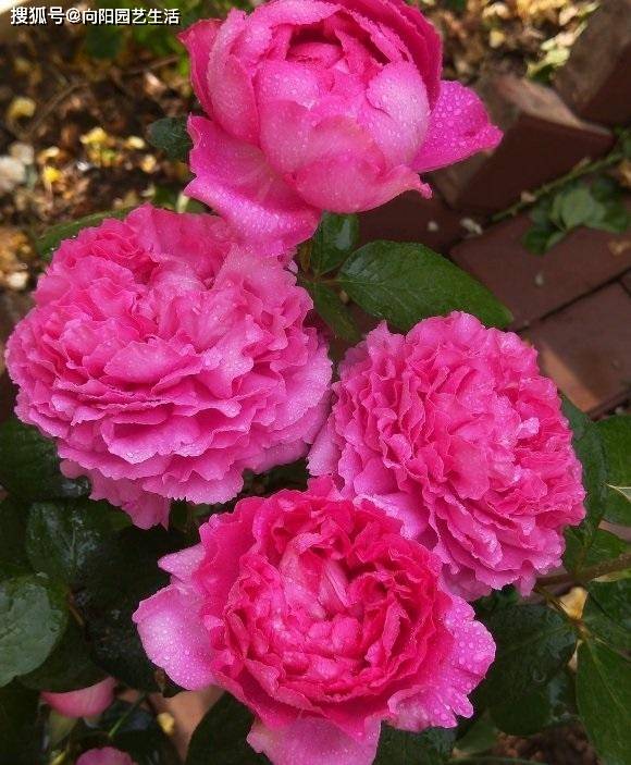 二忌露水未干时喷药