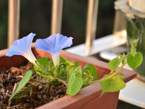 牵牛花的危害，你了解吗？