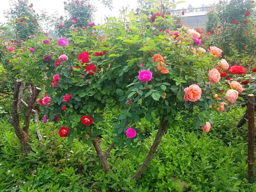 大花月季， 美丽与力量的结合