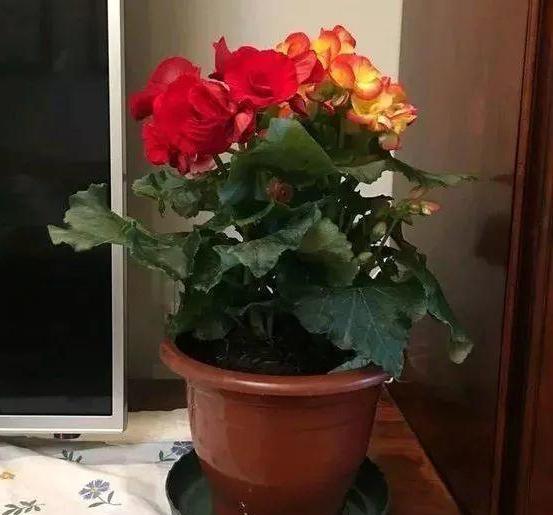 湖南养花烂根常见原因