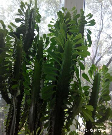 雪松的养殖小贴士