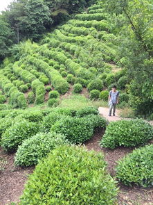 绿化带里种植的是哪种柏树？