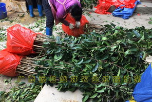 种子繁殖：一门深奥的学问