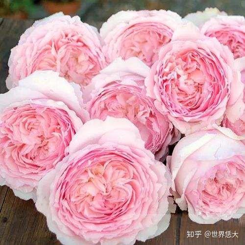 市面上买的玫瑰花是月季吗？月季和玫瑰有何区别