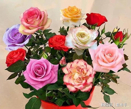 多色玫瑰，四季开花