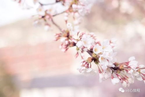樱花之语，粉色代表爱情