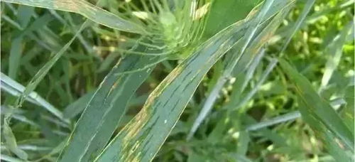 用药防治要讲究方法