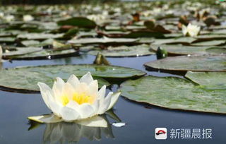 睡莲的生长周期