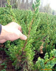 地柏与刺柏，同科不同属