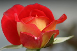 月季美景，常州市的骄傲