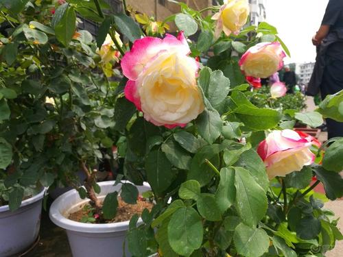 嫁接繁殖的方法