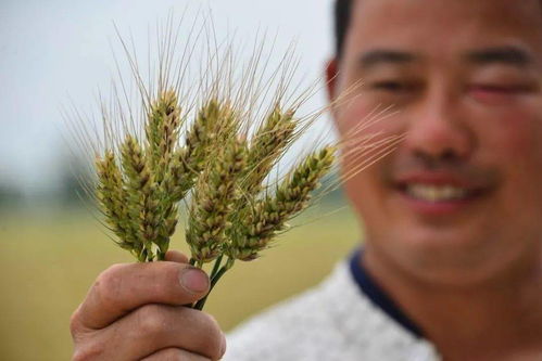 我国农药利用率目标值揭秘