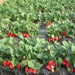 苗木测量：花径大小的准确把握