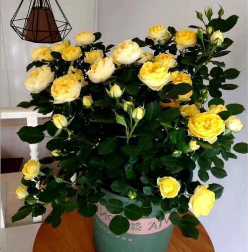 月季的花花世界