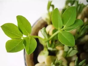 花草的洗发秘密