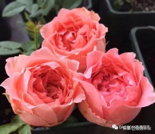 珊瑚果冻， 开花性好，多头开放