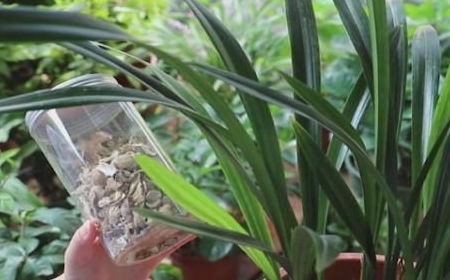 墨兰养殖：如何让它容易出花芽？