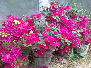 开花前控水， 花期浇水要谨慎