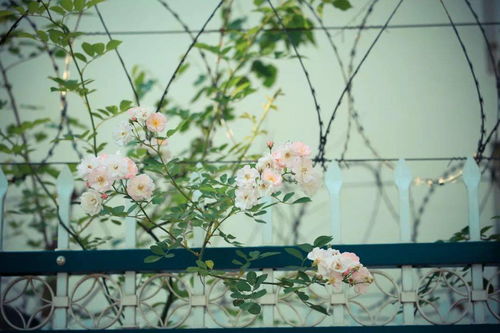 蔷薇花的成长故事