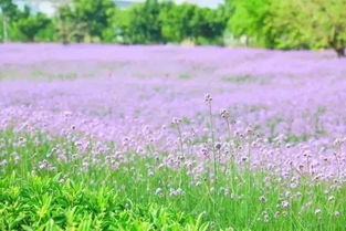 夏日的紫霞盛宴