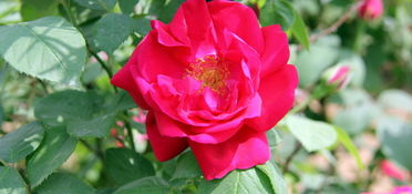 平阴玫瑰的多样品种