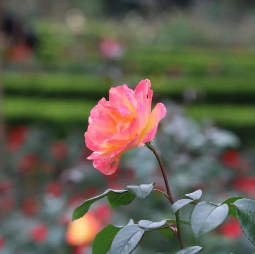 杭州花圃的五彩斑斓