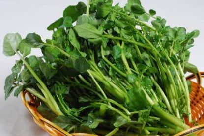 食用薄荷怎么选？不同品种的薄荷口感对比