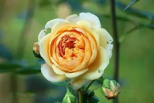 银禧庆典月季的香气：清新怡人， 犹如柠檬般芬芳