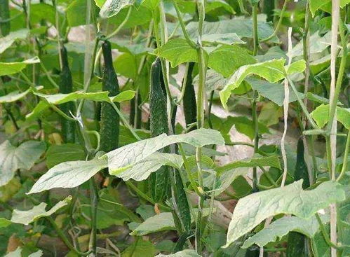 黄瓜种植技术哪家强？手把手教你种出高产黄瓜