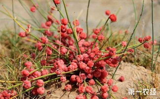 炭疽病防治方法