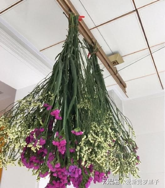 干花如何快速开花？秘诀是什么