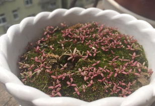 夏天种花蔫巴？别急，8种耐热王来帮忙！