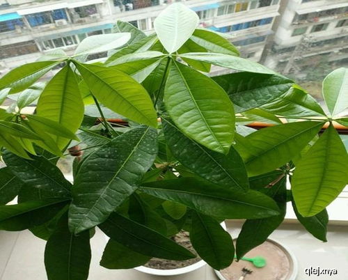 幸福树养护，家庭养植之道