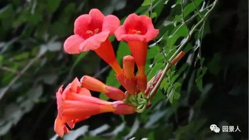 凌霄花色彩斑斓