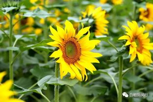 探寻八种花中君子，感受自然之美与高尚品质