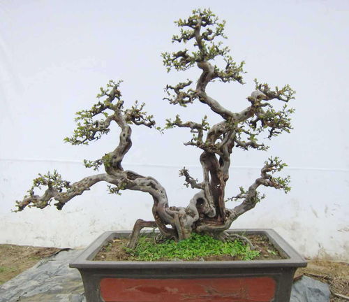 榆树老桩造型，古朴典雅