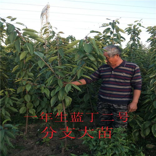 大樱桃， 吃出甜滋味，种出致富梦