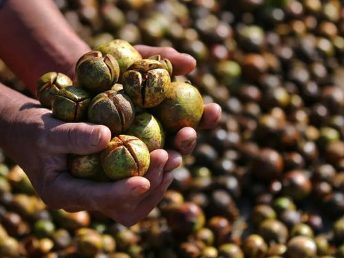 河南新县茶油价格行情速递：茶叶收购网独家报价！