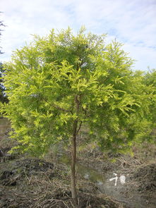 千层金养殖过程中的病虫害防治技巧